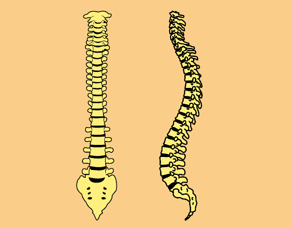 Columna vertebral