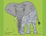 Elefante 1