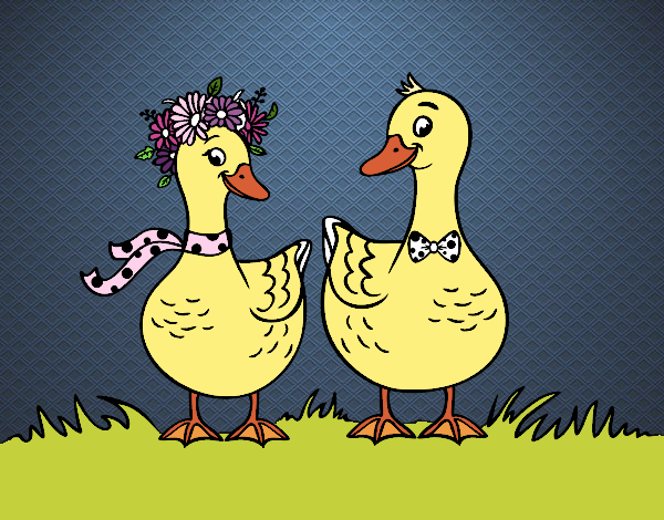 Pareja de patos