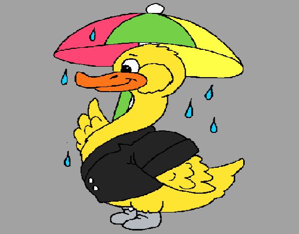 Pato bajo la lluvia