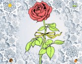 Dibujo Una rosa pintado por audora