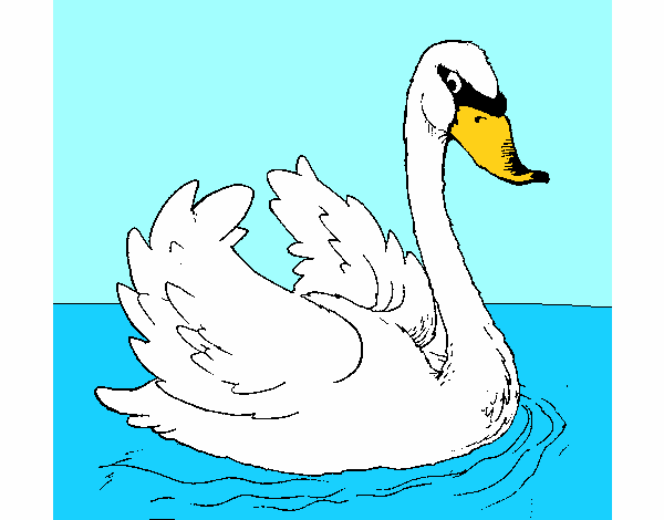 Cisne en el agua