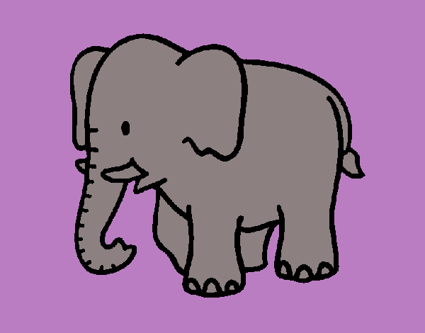 Elefante bebe