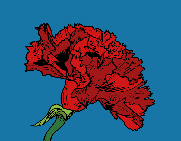 Flor de clavel