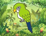 Guacamayo