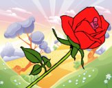 Rosa