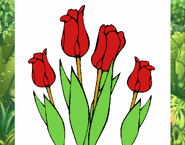 Tulipanes