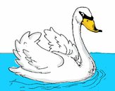 Cisne en el agua