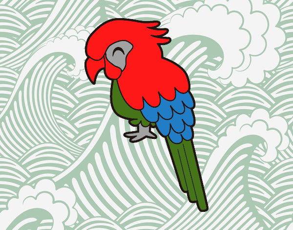 Guacamayo