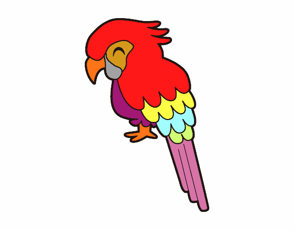 Guacamayo