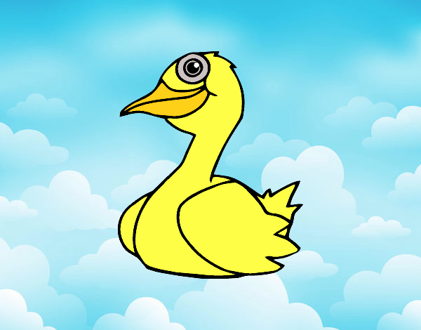 Un pato