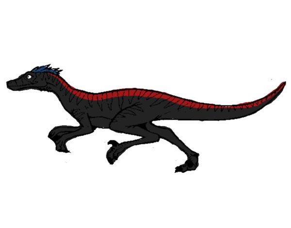 Velociraptor Negro