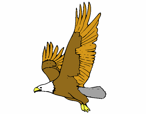 Águila volando