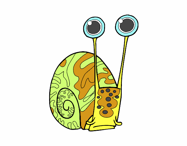 Caracol común