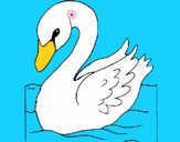 Cisne