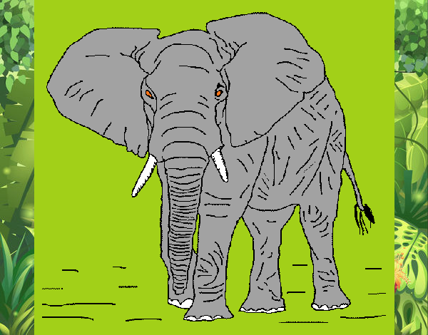 Elefante 1