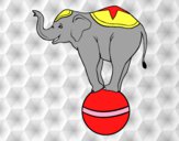 Elefante equilibrista