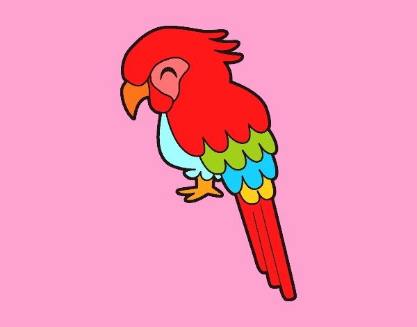 Guacamayo