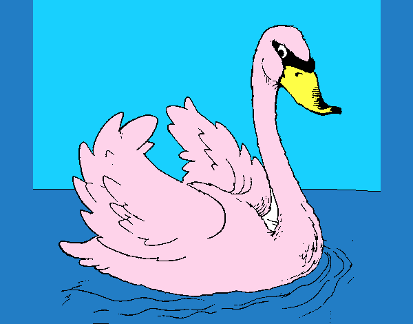 Cisne en el agua