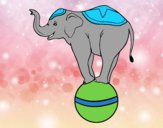 Elefante equilibrista