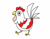 Gallina de granja