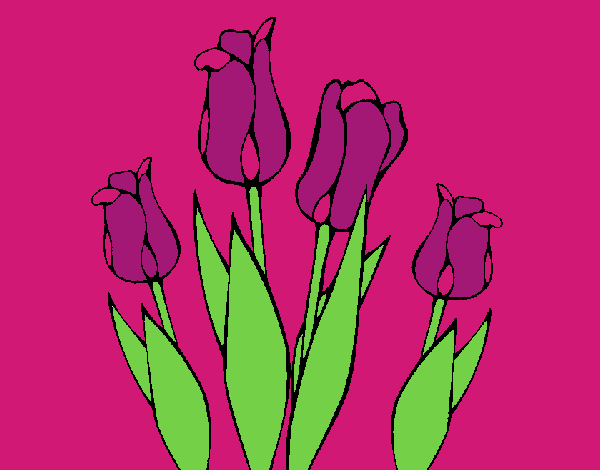 Tulipanes