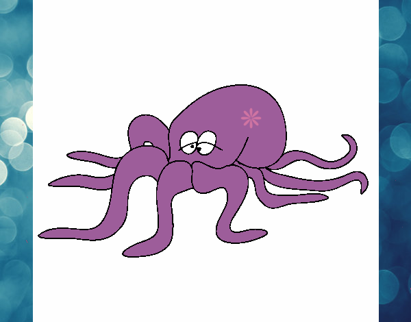 Pulpo