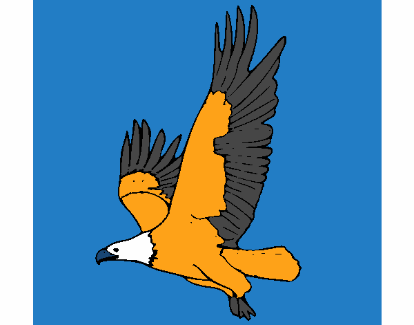 Águila volando