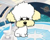 Cachorro de poodle