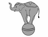 Elefante equilibrista