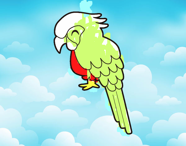 Guacamayo