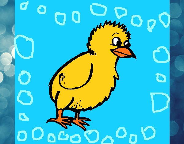 Pollito