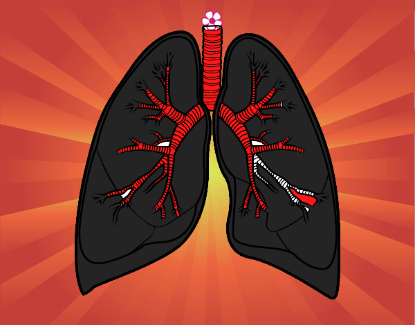 Pulmones y bronquios