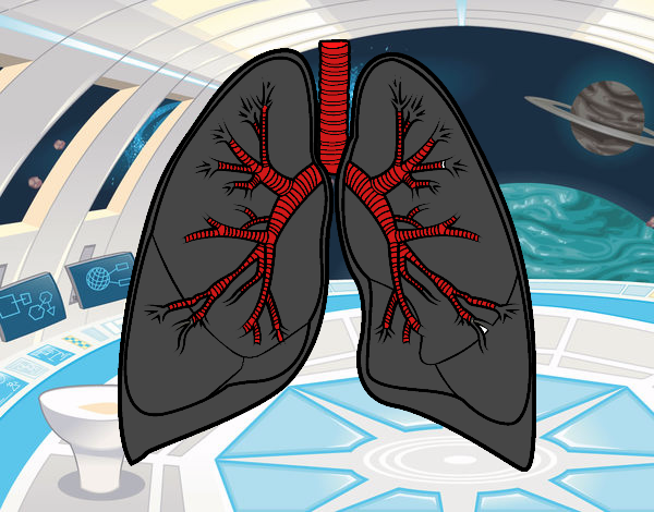 Pulmones y bronquios