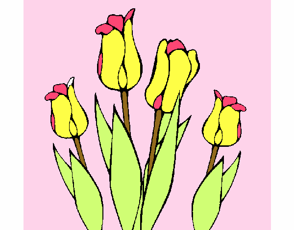 Tulipanes