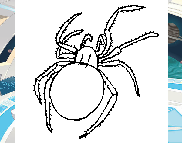 Araña venenosa