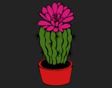 Cactus con flor