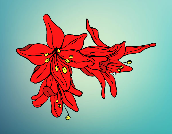 Flores de lilium