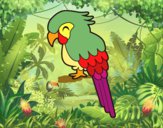 Guacamayo