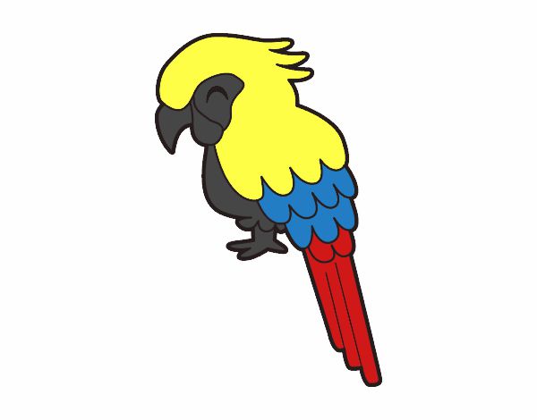 Guacamayo