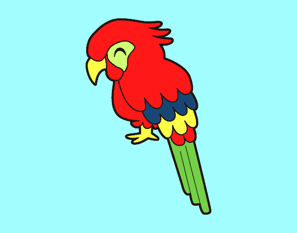 Guacamayo