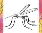 Mosquito 2