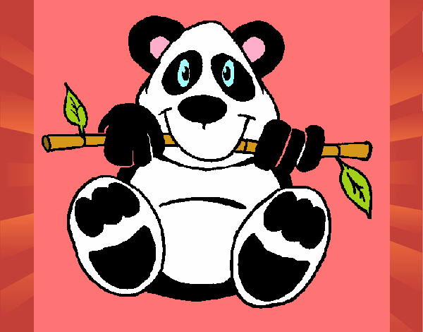 Oso panda