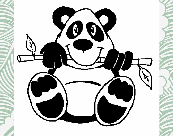 Oso panda