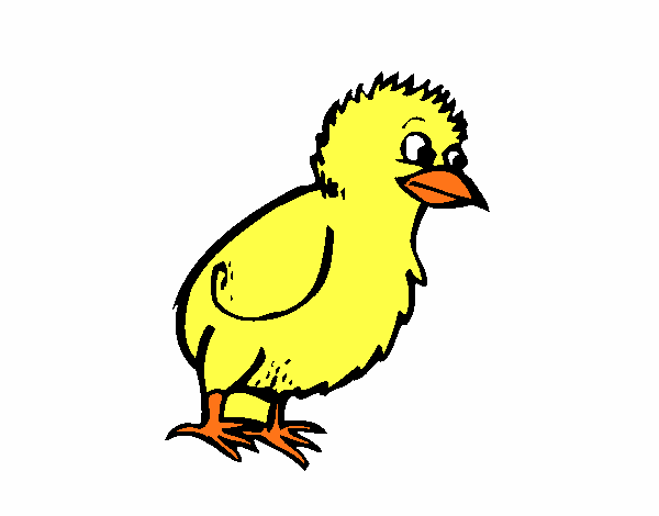 Pollito