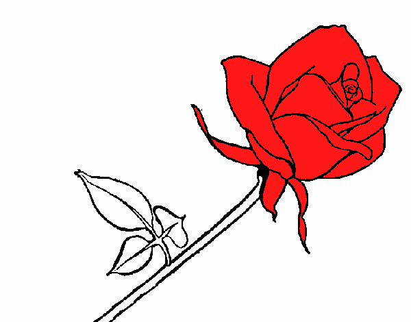 Rosa