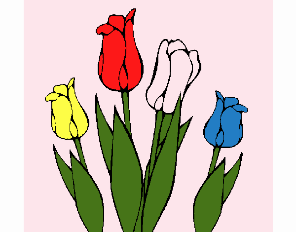 Tulipanes