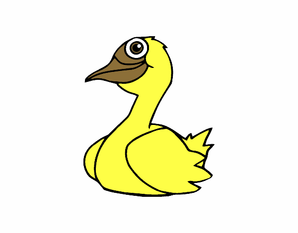 Un pato