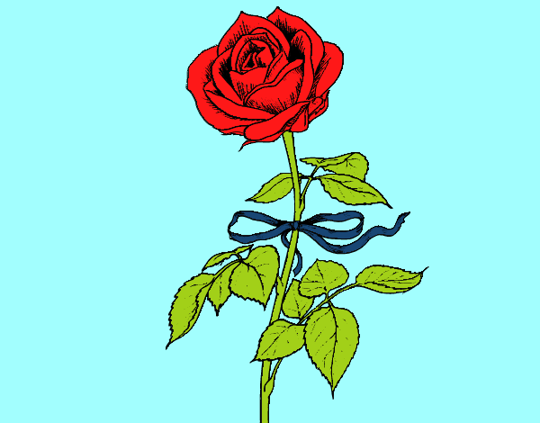 Una rosa