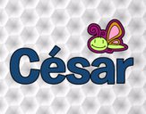 César